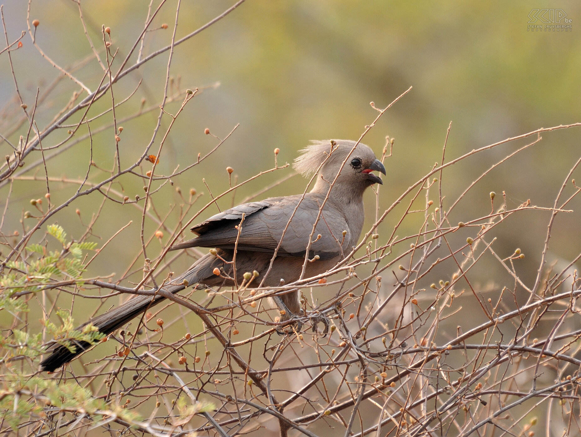 Waterberg - Grey Go-Away-Bird (Corythaixoides concolor) Stefan Cruysberghs